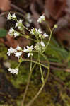 Early saxifrage